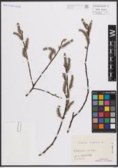 Foto von Salix caprea L.